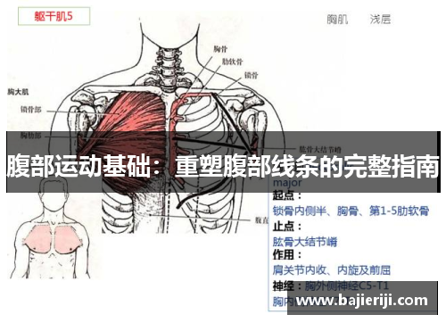 腹部运动基础：重塑腹部线条的完整指南